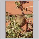 Troglodytes troglodytes - Zaunkoenig 06.jpg